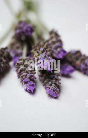 Lavendel Blumen auf weißem Hintergrund Stockfoto