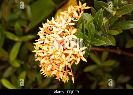 Westindischer Jasmin (Ixora) Pflanzen und Blumen Stockfoto