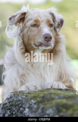 Australian Shepherd-Portrait Stockfoto