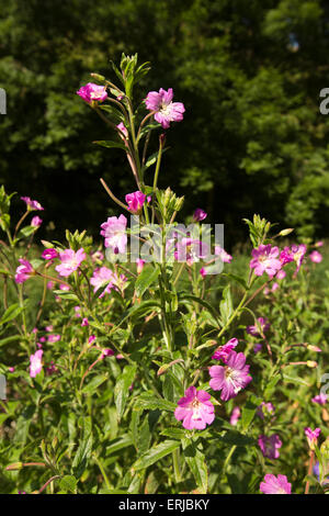 Großbritannien, England, Derbyshire, Dovedale, große behaarte Weidenröschen Epilobium Hirsutum wächst neben Fluss Dove, Stockfoto