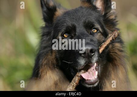 Deutscher Schäferhund Stockfoto