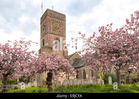 Kirschblüten (Primus Serulata) Blüte auf volle Höhepunkt auf dem Kirchhof von St. Mary die Jungfrau, Petworth, Sussex, England. Stockfoto