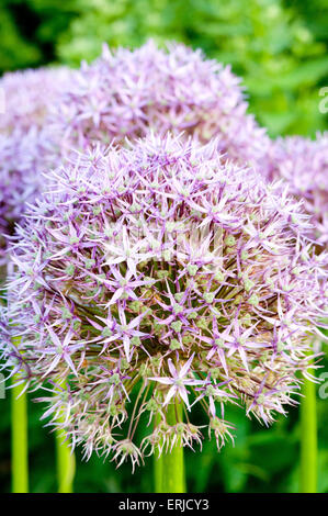 Ein einzelner Stamm Allium Blume Stockfoto