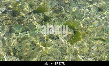 Fische im Schwarzen Meer Korallen Stockfoto