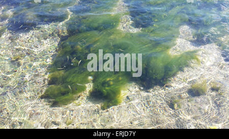 Fische im Schwarzen Meer Korallen Stockfoto