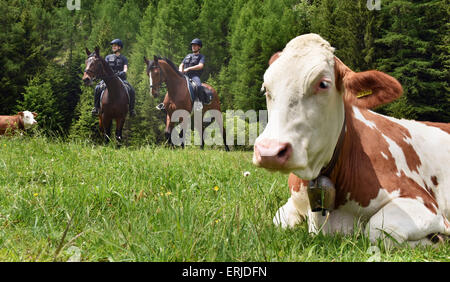 Mittenwald, Deutschland. 3. Juni 2015. Zwei Polizisten mit der föderalen Polizei Reiten Mannschaft fahren vorbei an einer Kuh an der deutsch-österreichischen Grenze bei Mittenwald, Deutschland, 3. Juni 2015. Staats-und Regierungschefs der G7-Länder kommen zu ihrem Gipfeltreffen von 07 bis 8. Juni 2015 in Schloss Elmau bei Garmisch-Partenkirchen zusammen. Foto: PETER KNEFFEL/Dpa/Alamy Live News Stockfoto