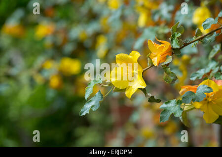 Fremontodendron 'California Glory'. Flanell Bush 'California Glory' Blumen Stockfoto