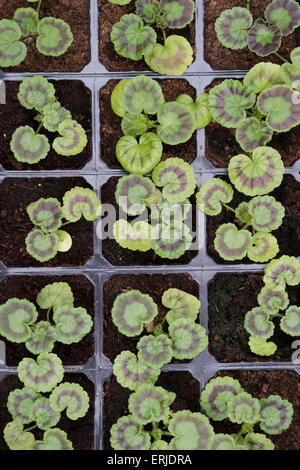 Geranien Pflanzen in einem Anzuchtkasten stecken Stockfoto