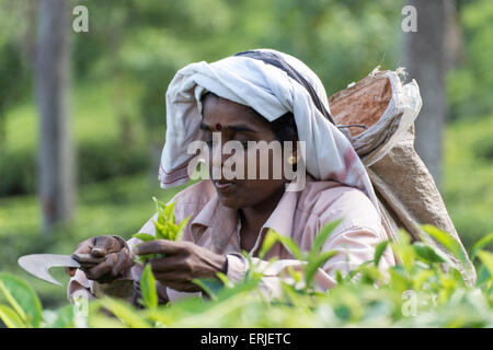 Tee-Picker auf der Plantage in der Nähe von Ella, Sri Lanka Stockfoto