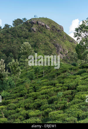 Wenig Adam es Peak und Teeplantagen, Ella, Sri Lanka Stockfoto