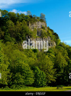 Blick auf hohe Tor einer Felswand beliebt bei Kletterern in Matlock Bath ein Dorf im Peak District Derbyshire England UK Stockfoto