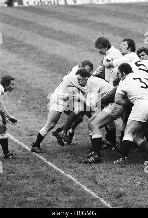 Rugby Union Five Nations International Spiel in Twickenham.  England 24 V Irland 9. Aktion während des Spiels mit Englands Bill Beaumont den Ball aus der Ruck. 19. Januar 1980. Stockfoto