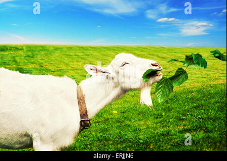 Weiße Ziege gestreift und hat eine Mittagessen auf einer Wiese oder auf einem Bauernhof. Ziege Essen grass Stockfoto