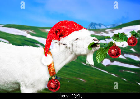 Weiße Neujahr Ziege Weihnachtsmann Hut hat eine Mittagessen auf Almwiese mit Schnee. Ziege Essen Grass mit Weihnachten desorations Stockfoto
