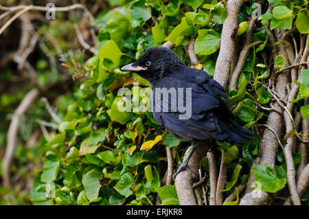 Ein neu flügge juvenile Dohle (Corvus Monedula) thront in der Efeu wächst an den Wänden von Bamburgh Castle in Northumberland. J Stockfoto