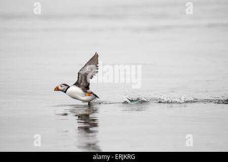 Papageitaucher (Fratercula Arctica) Erwachsene in der Zucht Gefieder, quer über die Oberfläche des Meeres um die Flucht zu ergreifen. Farne Isla Stockfoto