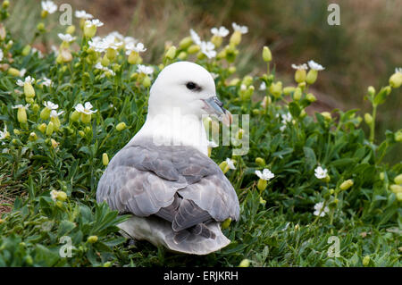 Eingebettet inmitten der weißen Blumen Meer Campion (Silene Uniflora) auf Grundnahrungsmittel Insel Fulmar (Fulmarus Cyclopoida) für Erwachsene. Farne ist Stockfoto