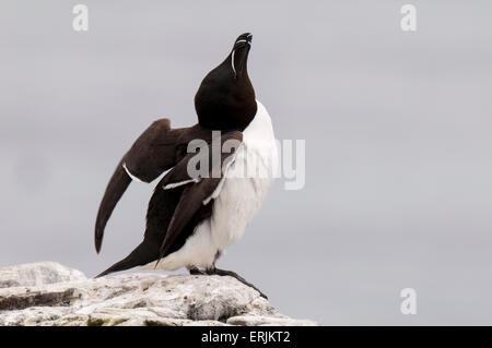 Tordalk (Alca Torda), Erwachsene in der Zucht Gefieder, thront auf einem Felsen und Dehnung der Flügel auf Grundnahrungsmittel Insel, Farne Islands, Stockfoto