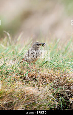 Wiese Pieper (Anthus Pratensis), Erwachsene mit Lebensmitteln (einschließlich eines Käfers) in seinen Schnabel stehen in einem Patch Gras auf Grundnahrungsmittel Insel, Stockfoto