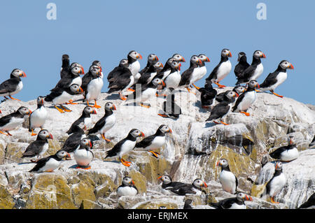 Eine große Gruppe von Papageientaucher (Fratercula Arctica), Erwachsene Gefieder, versammelten sich auf den Felsen von Inner Farne, Farne Islands, Zucht Stockfoto