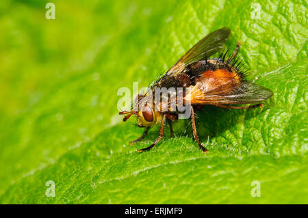 Tachinid Fly (Tachina Fera) Erwachsenen im Ruhezustand auf einem Blatt an RSPB Strumpshaw Fen, Norfolk. Juni. Stockfoto