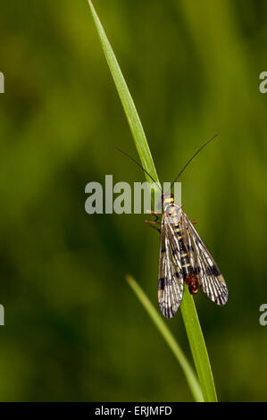 Scorpion Fly (Panorpa Communis) thront auf einem Rasen Balde an RSPB Strumpshaw Fen, Norfolk. Juni. Stockfoto