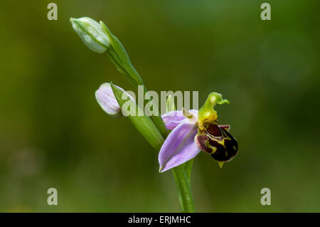 Eine einzelne Spitze der Biene Orchidee (Ophrys Apifera) mit einer Blüte und zwei Knospen wachsen in eine Wildblumenwiese im Ivinghoe Beacon, Bu Stockfoto