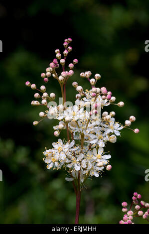 Ein Kopf der asiatische (Filipendula Vulgaris) wächst in eine Wildblumenwiese im Ivinghoe Beacon, Buckinghamshire. Juni. Stockfoto