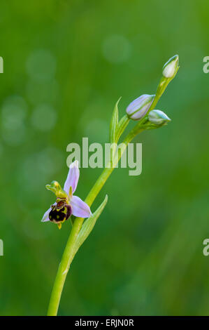 Biene Orchidee (Ophrys Apifera) in eine Wildblumenwiese im College See Naturreservat, Hertfordshire, Juni blühen. Stockfoto