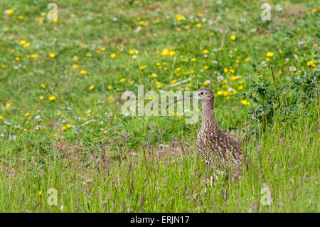 Brachvogel (Numenius Arquata) Erwachsenen stehen in einer Wildblumenwiese im Nosterfield Naturreservat, North Yorkshire. Juli. Stockfoto
