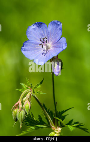 Wiese des Krans-Rechnung (Geranium Pratense) blühen im Nosterfield Naturreservat, North Yorkshire. Juli. Stockfoto