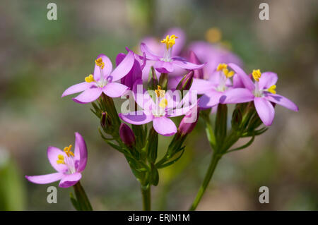 Gemeinsamen Tausendgüldenkraut (Centaurium Saccharopolyspora) blühen im Nosterfield Naturreservat, North Yorkshire. Juli. Stockfoto