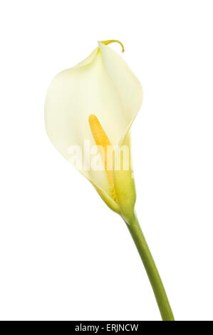 Zantedeschia isoliert auch bekannt als die Calla Lilie Blume gegen weiß Stockfoto