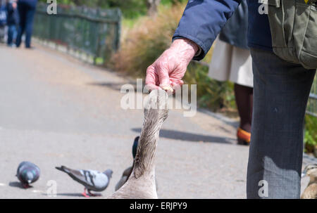 Graugans (Anser Antwort) Essen aus einer Hand. London, Vereinigtes Königreich. Stockfoto