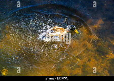 Männliche Stockente im Fluss Dawlish Brook bei Dawlish, South Devon, England, UK Stockfoto