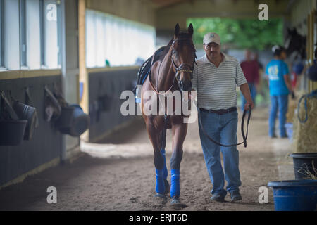 Elmont, New York, USA. 3. Juni 2015. Juan Ramirez Spaziergänge Belmont Stakes und Triple Crown hoffnungsvollen amerikanischen PHAROAH, Mittwoch, 3. Juni 2015 von BOB BAFFERT am Belmont Park Racetrack ausgebildet. Bildnachweis: Bryan Smith/ZUMA Draht/Alamy Live-Nachrichten Stockfoto