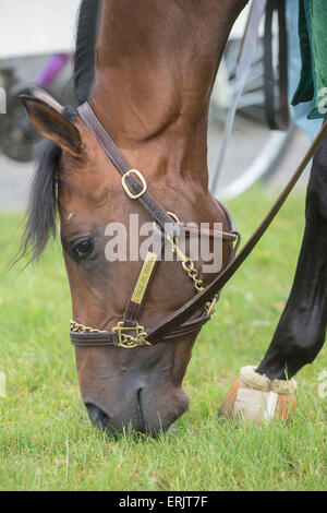 Elmont, New York, USA. 3. Juni 2015. Belmont Stakes hoffnungsvolle Geschichte von VERVE, trainiert von DALLAS STEWART Schürfwunden am Belmont Park Racetrack Mittwoch, 3. Juni 2015. Bildnachweis: Bryan Smith/ZUMA Draht/Alamy Live-Nachrichten Stockfoto