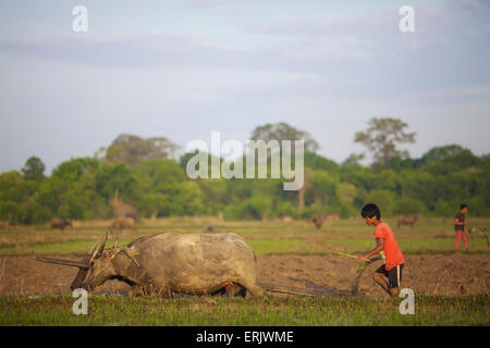 Bunong jungen mit Wasserbüffel Pflügen; Mondulkiri, Kambodscha Stockfoto