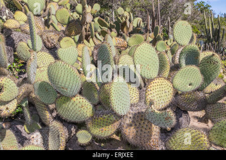 Arborescent 'Prickly Pear' gefährdete Kaktus in 'Wrigley Memorial Garden' auf Santa Catalina Island. Stockfoto