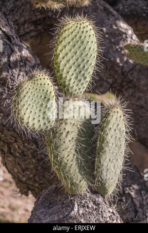 Arborescent 'Prickly Pear' gefährdete Kaktus in 'Wrigley Memorial Garden' auf Santa Catalina Island. Stockfoto