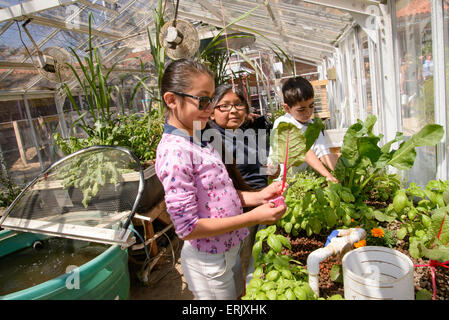 Manzo Grundschüler arbeiten mit ein Universität von Arizona-Intern in der Schule Bio-Garten, Tucson, Arizona, USA. Stockfoto