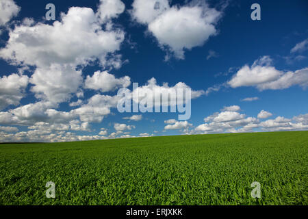 Weizenfeld mit blauen Himmel und Cumulus-Wolken-UK Stockfoto
