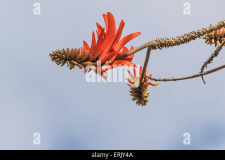 'Common Coral Tree' im San Diego Zoo. Stockfoto