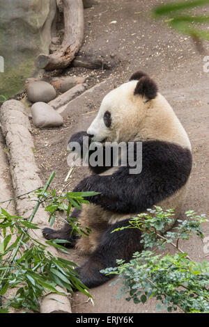 "Giant Panda Bär" Jungtier im Zoo von San Diego. Stockfoto