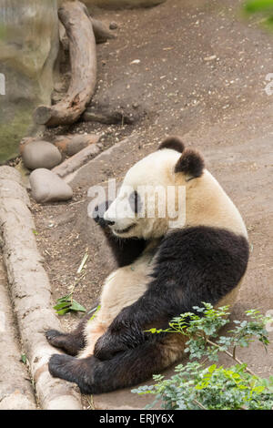 "Giant Panda Bär" Jungtier im Zoo von San Diego. Stockfoto