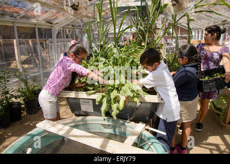 Manzo Grundschüler arbeiten mit ein Universität von Arizona-Intern in der Schule Bio-Garten, Tucson, Arizona, USA. Stockfoto