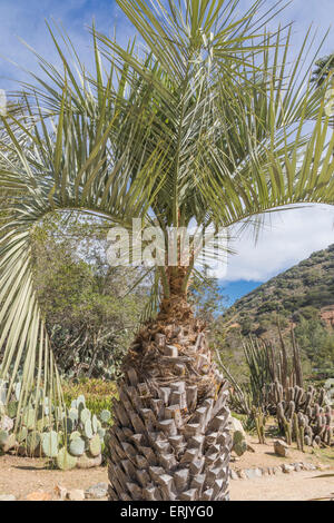 "Gelee-Palme" in "Wrigley Memorial Botanischer Garten" auf Catalina Island Stockfoto