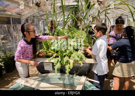 Manzo Grundschüler arbeiten mit ein Universität von Arizona-Intern in der Schule Bio-Garten, Tucson, Arizona, USA. Stockfoto