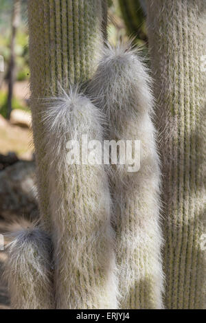 'Old man Cactus' im 'Wrigley Memorial Botanical Garden' auf Catalina Island in Kalifornien. Stockfoto