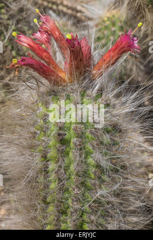 "Alter Mann des Berges Kaktus" in "Wrigley Memorial Botanischer Garten" auf Catalina Island Stockfoto